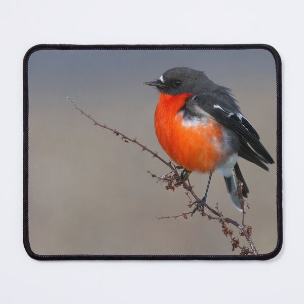 Item preview, Male Flame Robin designed and sold by scar.