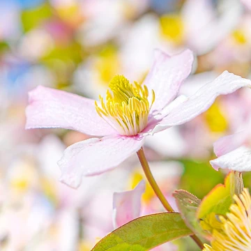 Artwork thumbnail, Spring Flora by Dave Hare Photography