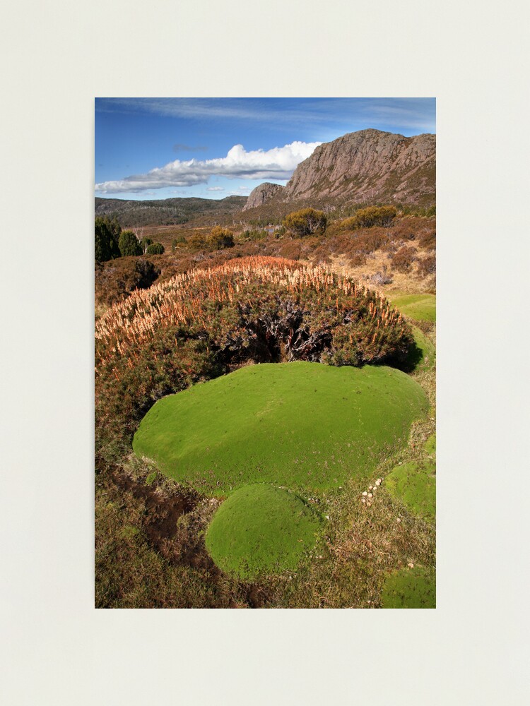 Alternate view of Cushion Plants below Mt Jerusalem, Tasmania, Australia Photographic Print