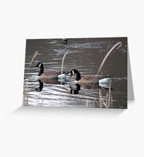 Canadian geese Greeting Card