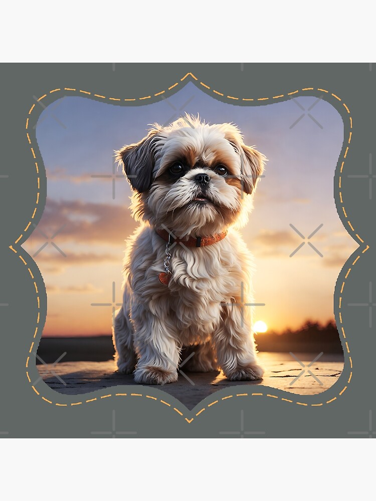 Sunset shih shops tzu