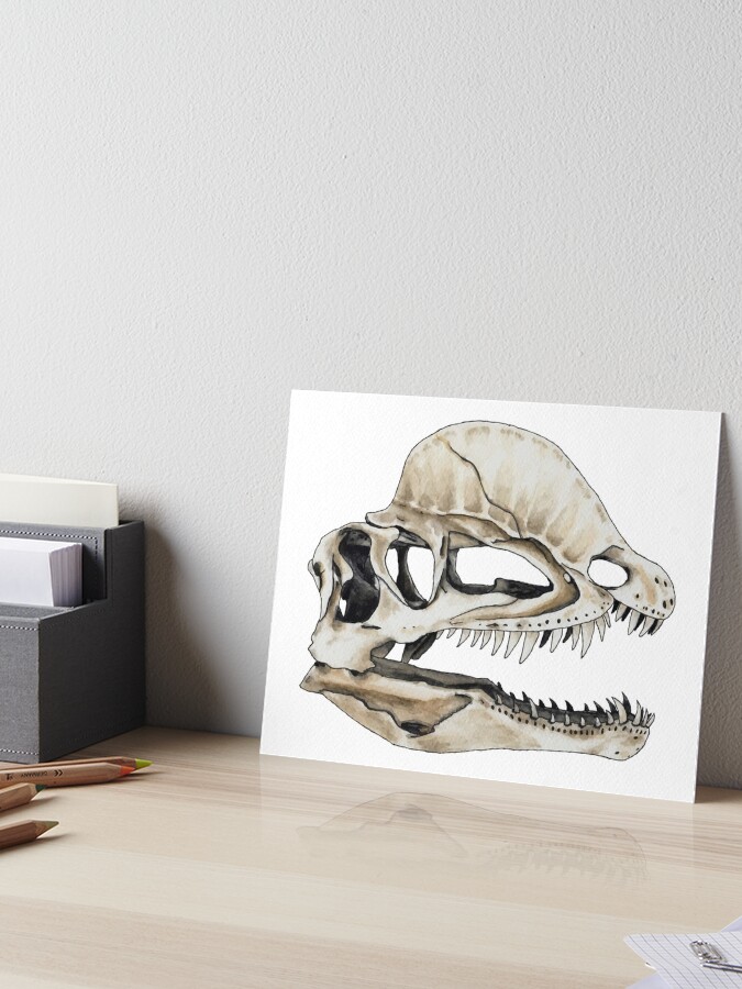 Dilophosaurus fossil for online sale