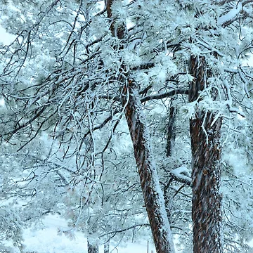 Artwork thumbnail, Spring Snow by Danny Key