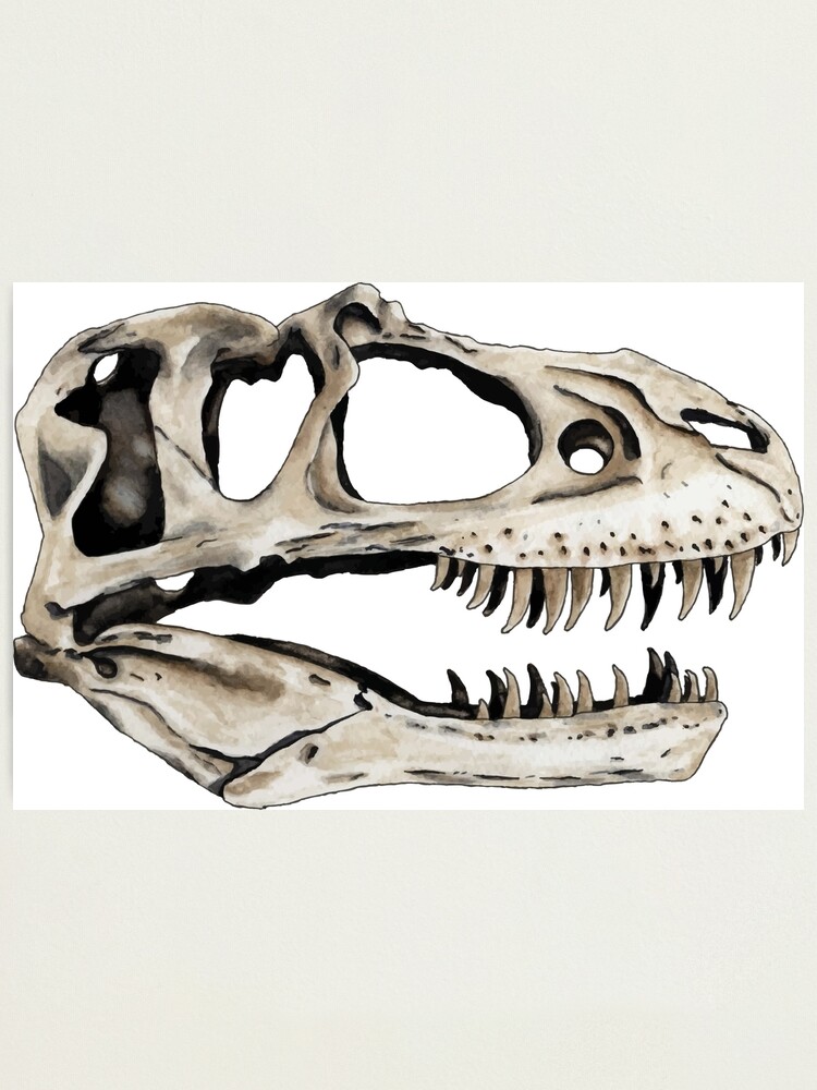 Gorgosaurus Skull