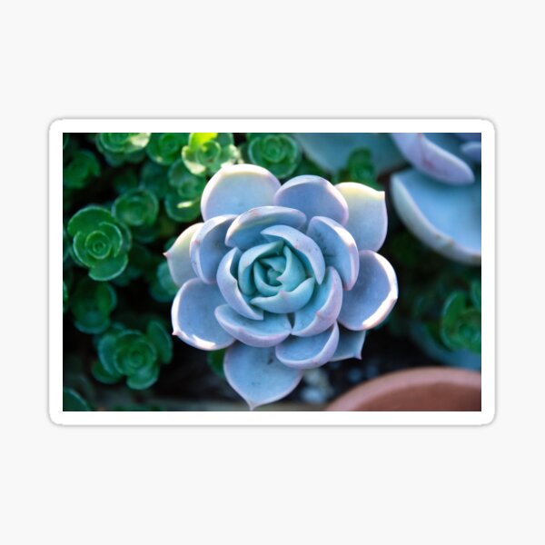 Lucious Succulent  Sticker