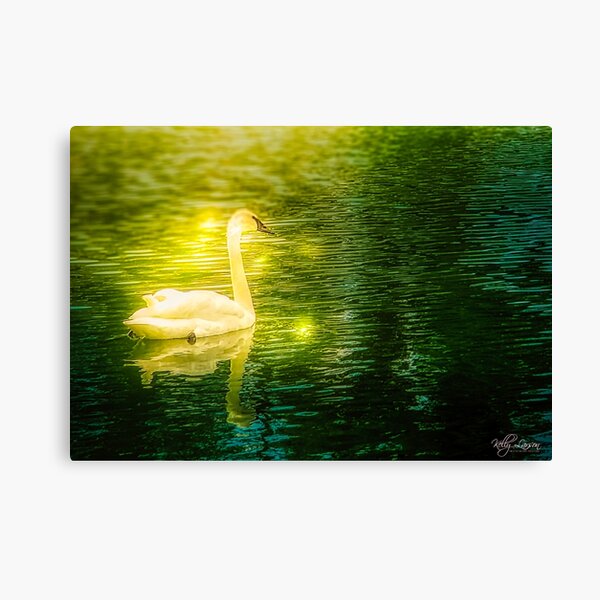 Swan Serenity Canvas Print