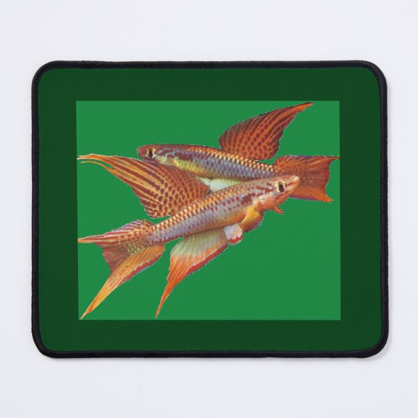 Item preview, BIT Killifish - Scheel designed and sold by killies.