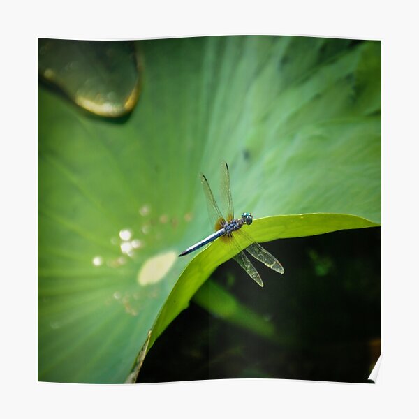 Dragonfly on Lilypad Poster