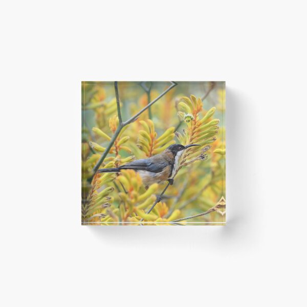 Item preview, Eastern Spinebill designed and sold by notjustamwac.