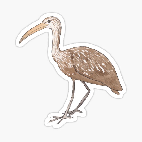 Item preview, Limpkin bird species watercolor art designed and sold by TheWaterBirds.