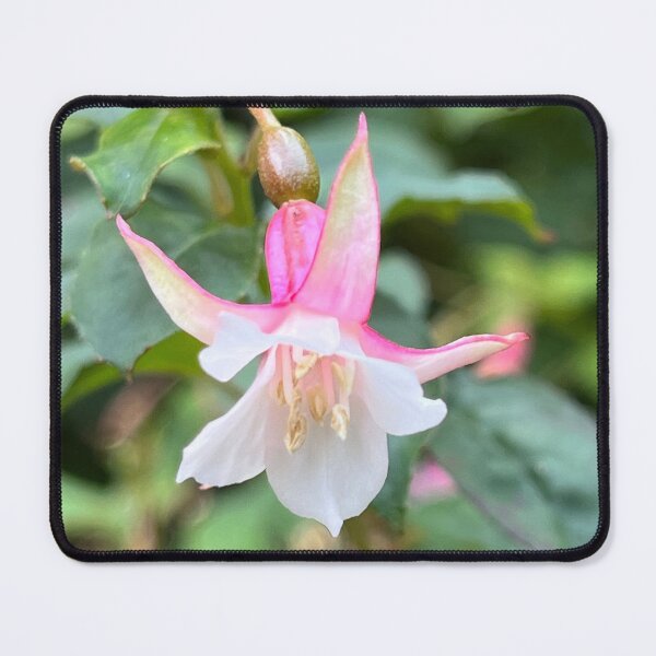 Item preview, Fuchsia flower "White Knight Pearl” designed and sold by Ponted.