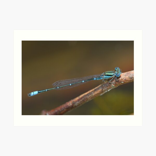 Eastern Billabongfly Art Print