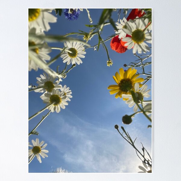 Item preview, Amarillo y blanco Oxeye Daisy pradera de flores silvestres en Hackney Downs Park designed and sold by NesheYx.