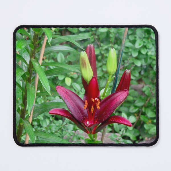 Item preview, Red Lily designed and sold by Shulie1.
