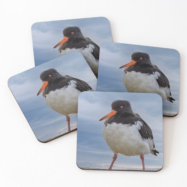 Item preview, Oystercatcher at Burghead Harbour designed and sold by Tom McPherson Photography.