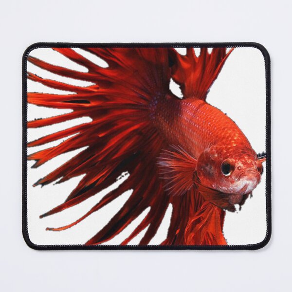Item preview, Red Crowntail Betta designed and sold by killies.