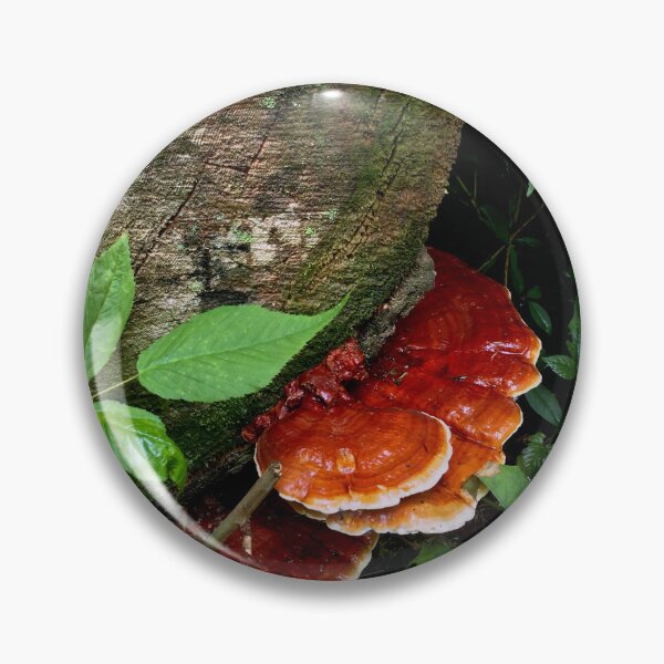 Item preview, Orange Shelf Shroom designed and sold by DyrneSefa.