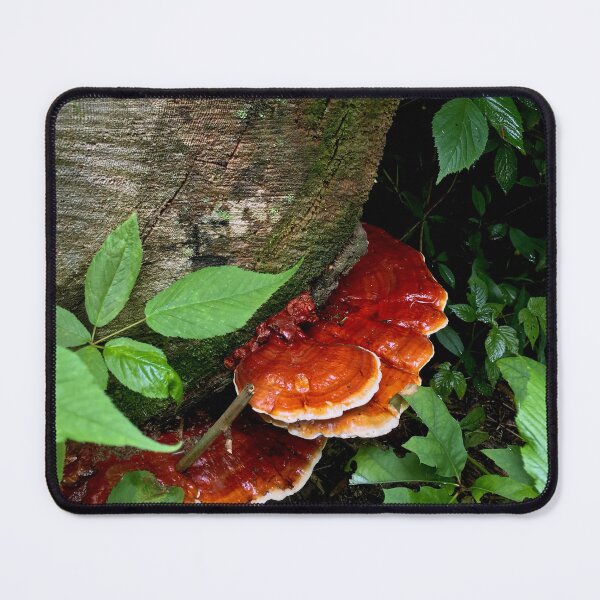 Item preview, Orange Shelf Shroom designed and sold by DyrneSefa.