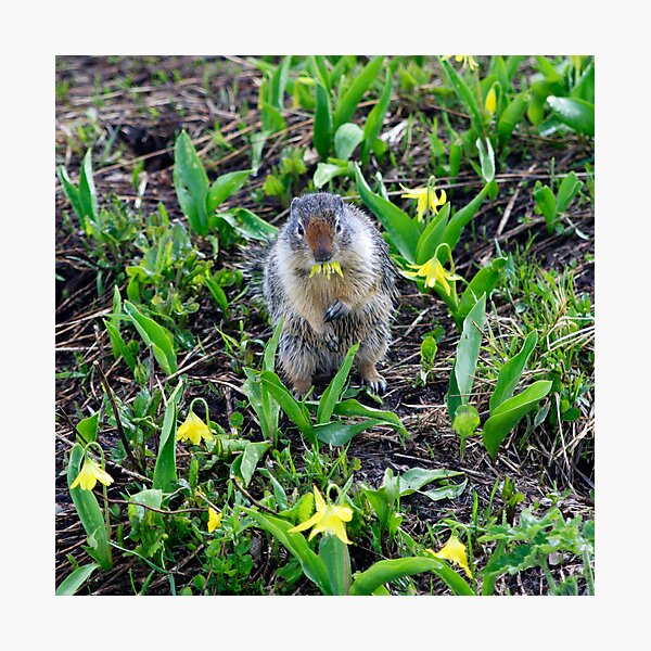 Artikelvorschau, Ground Squirrel entworfen und verkauft von Olga Zvereva.