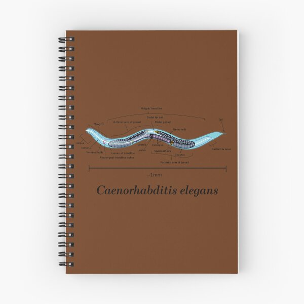 Item preview, C. Elegans Anatomical Diagram   	 designed and sold by zvlpdxce20.