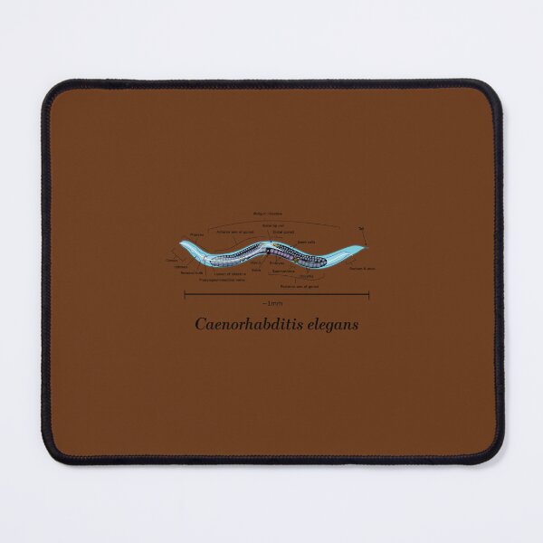 Item preview, C. Elegans Anatomical Diagram designed and sold by zvlpdxce20.