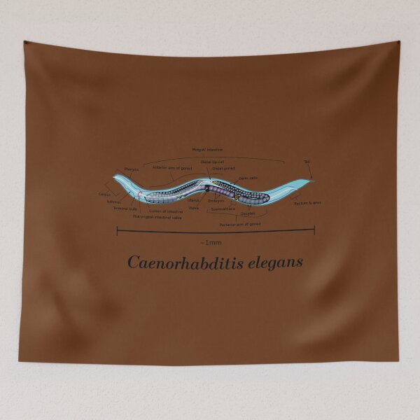 Item preview, C. Elegans Anatomical Diagram designed and sold by zvlpdxce20.