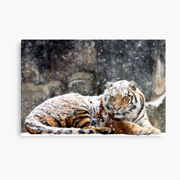 Waking Up Grumpy Metal Print