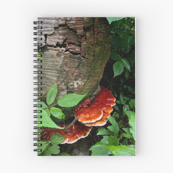 Item preview, Orange Shelf Shroom designed and sold by DyrneSefa.