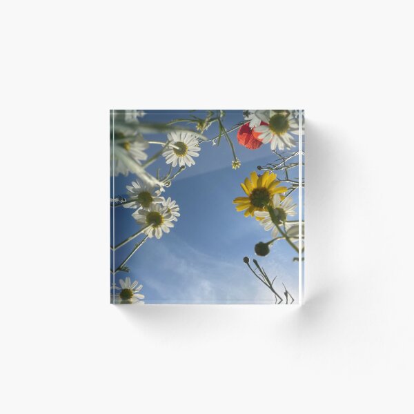 Item preview, Yellow and white Oxeye Daisy wild meadow flowers at Hackney Downs Park designed and sold by NesheYx.