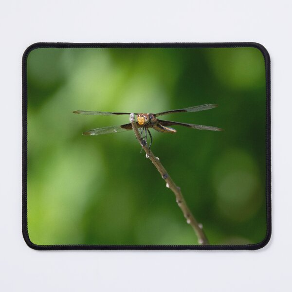 Item preview, Head on view of Widow Skimmer dragonfly on a small stick designed and sold by Stretch Clendennen.