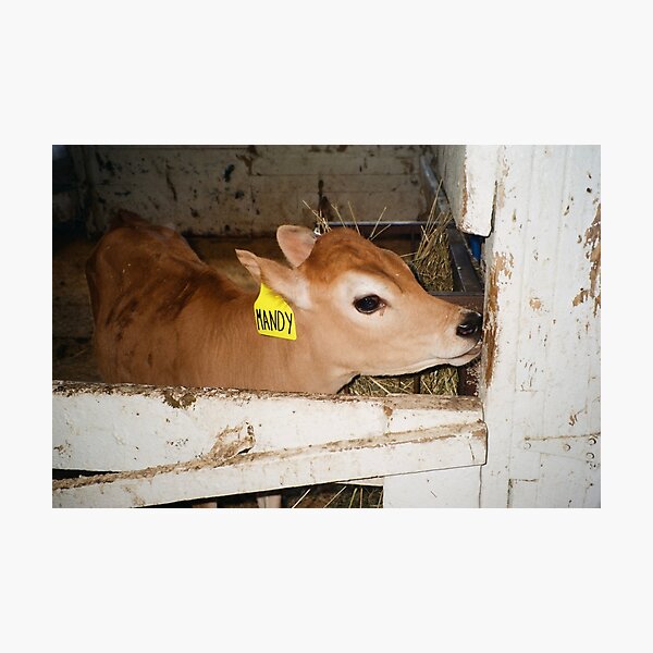 Item preview, Mandy the Cow designed and sold by Caroline Fenton.