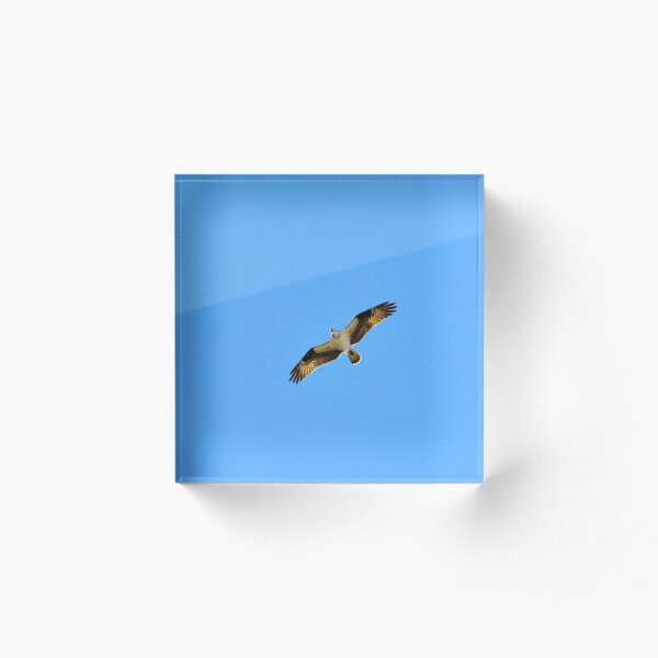 Item preview, Soaring designed and sold by Danny Key.
