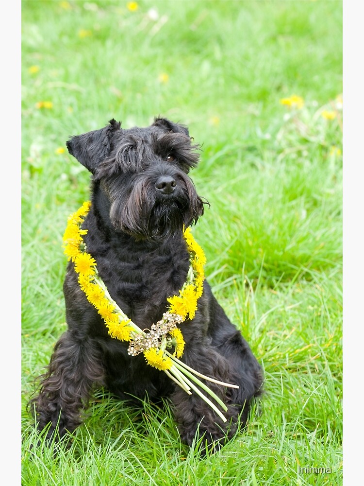 Black Lab Schnauzer Mix Standard Schnauzer Puppies For Sale
