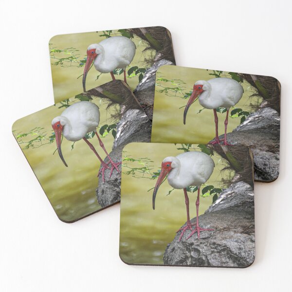 Item preview, Ibis blanco posado designed and sold by Misfit-Photo.