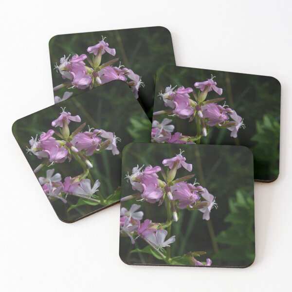 Item preview, Wild Sweet Williams... designed and sold by Poete100.