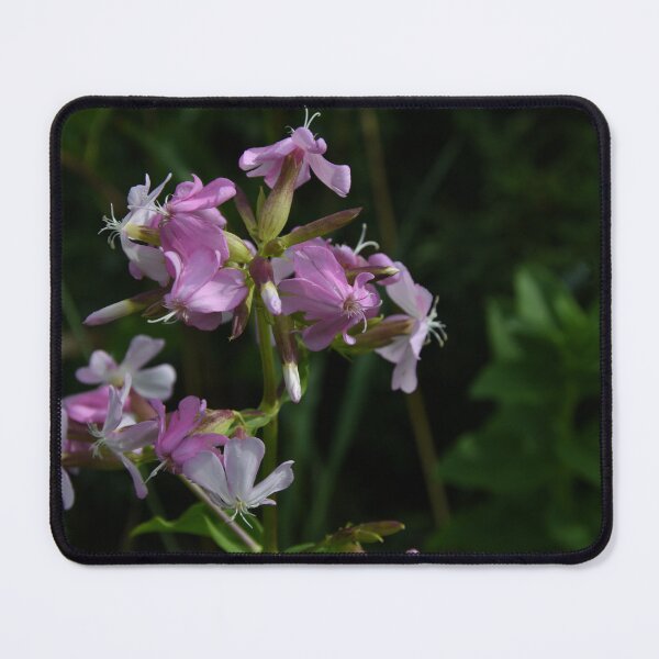 Item preview, Wild Sweet Williams... designed and sold by Poete100.