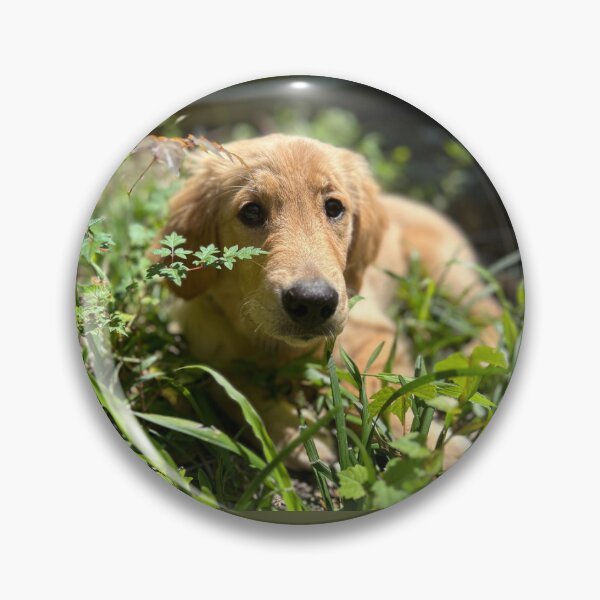 Item preview, Golden Retriever Sunning designed and sold by Colorcollage.