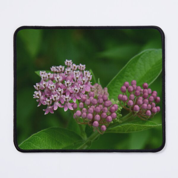 Item preview, Swamp Milkweed... designed and sold by Poete100.