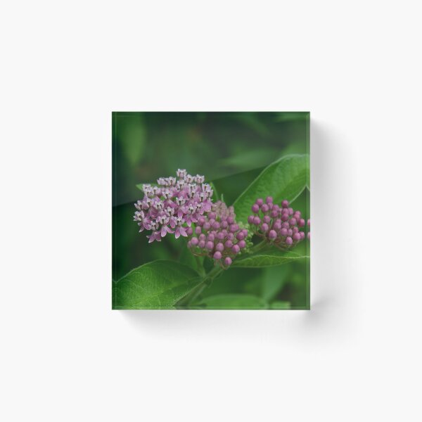 Item preview, Swamp Milkweed... designed and sold by Poete100.