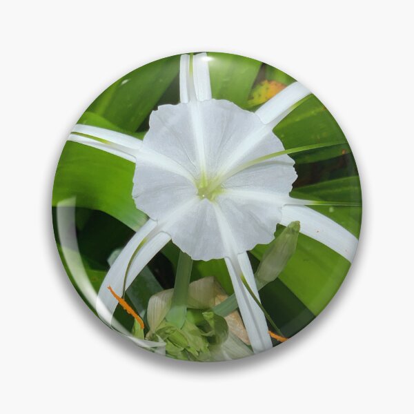 Aperçu de l'œuvre Jumbo Crinum Asiaticum Lily, Charleston, Caroline du Sud créée et vendue par Colorcollage.
