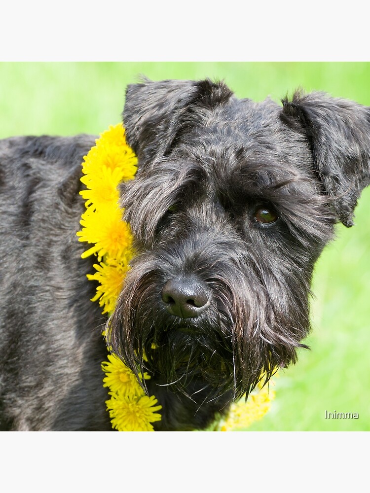 Mini Schnauzer Dog Labrador Schnauzer Mix Schnauzer And Lab Mix