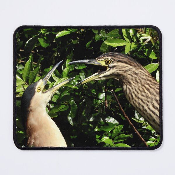 Item preview, Nankeen Knight Herons disagreeing over something designed and sold by Mark Grimsley.