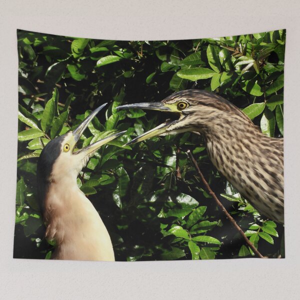 Item preview, Nankeen Knight Herons disagreeing over something designed and sold by Mark Grimsley.