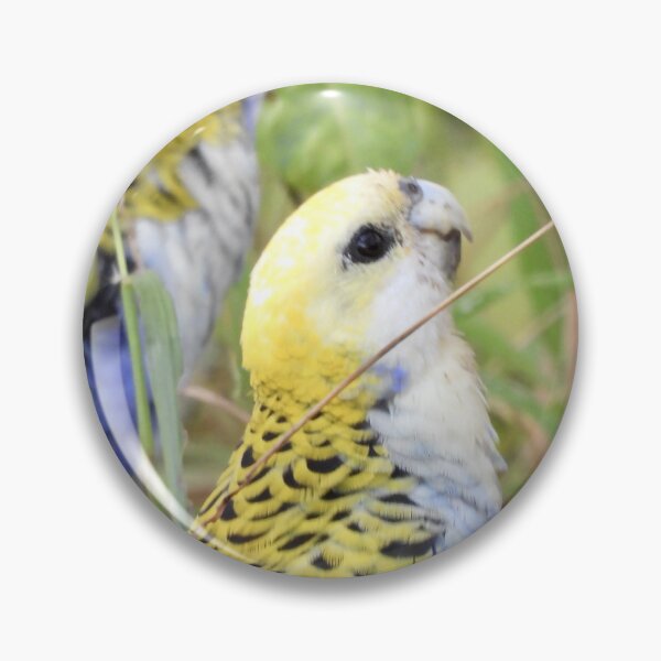 Item preview, Pale headed rosellas looking for a lunch  designed and sold by Mark Grimsley.