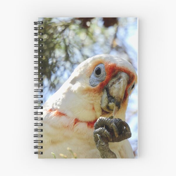 Item preview, Long-Billed Corella feeding on tree  designed and sold by Mark Grimsley.