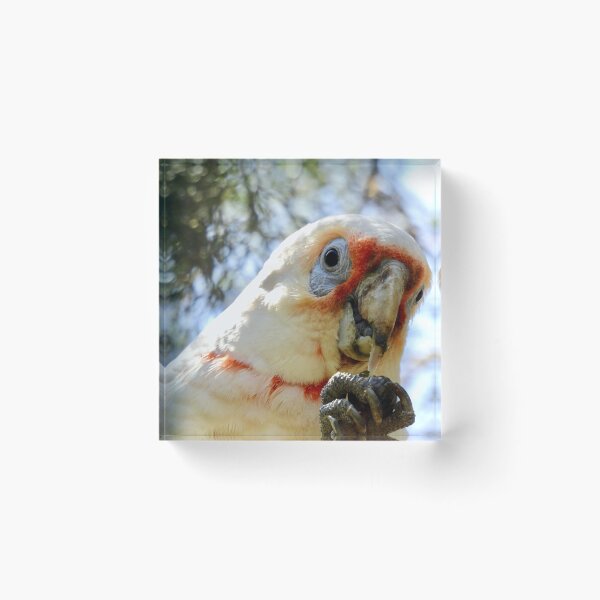 Item preview, Long-Billed Corella feeding on tree  designed and sold by Mark Grimsley.