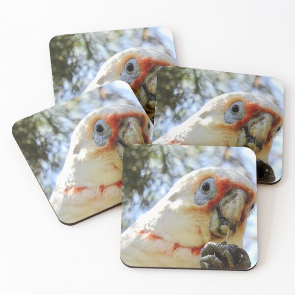 Item preview, Long-Billed Corella feeding on tree  designed and sold by Mark Grimsley.