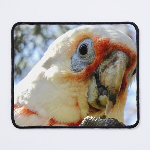 Item preview, Long-Billed Corella feeding on tree  designed and sold by Mark Grimsley.