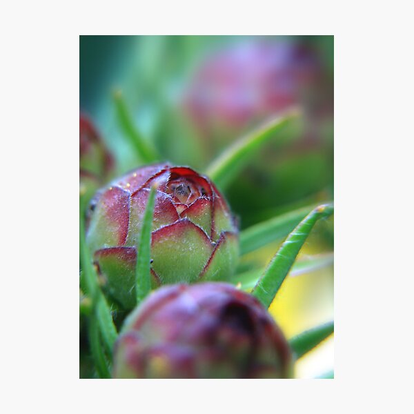Item preview, Protea Trio designed and sold by Beth A.