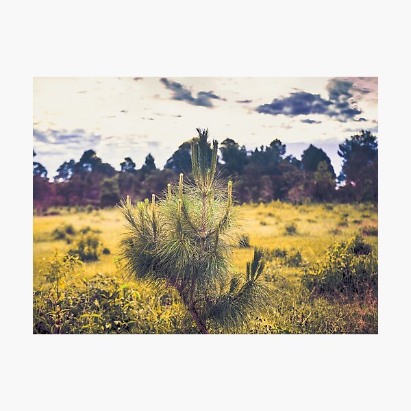 Evergreen Photographic Print